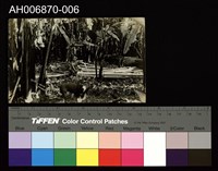 藏品(南洋原住民原版照片)的圖片